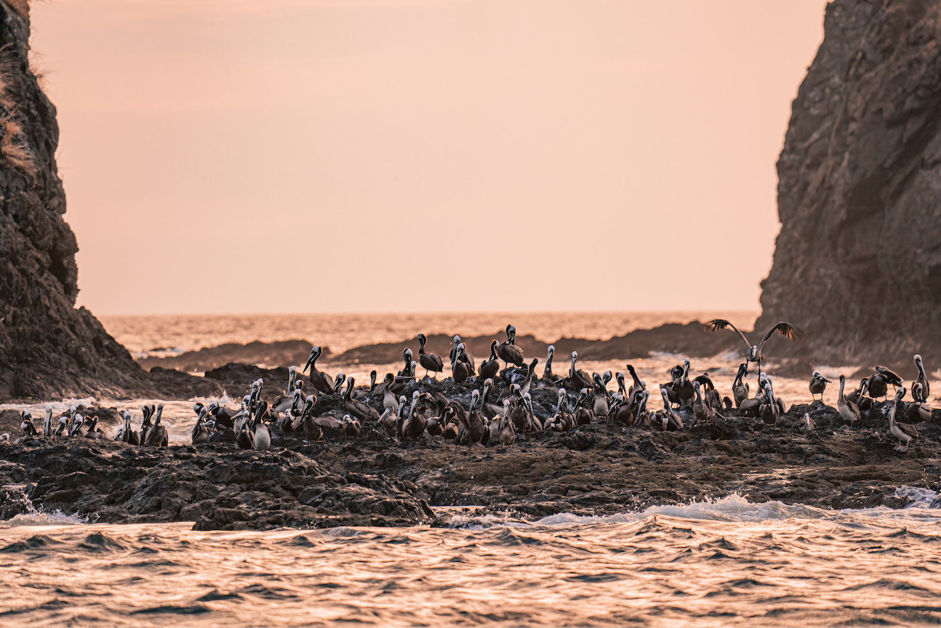 Squadron of Pelicans gathering on a rock