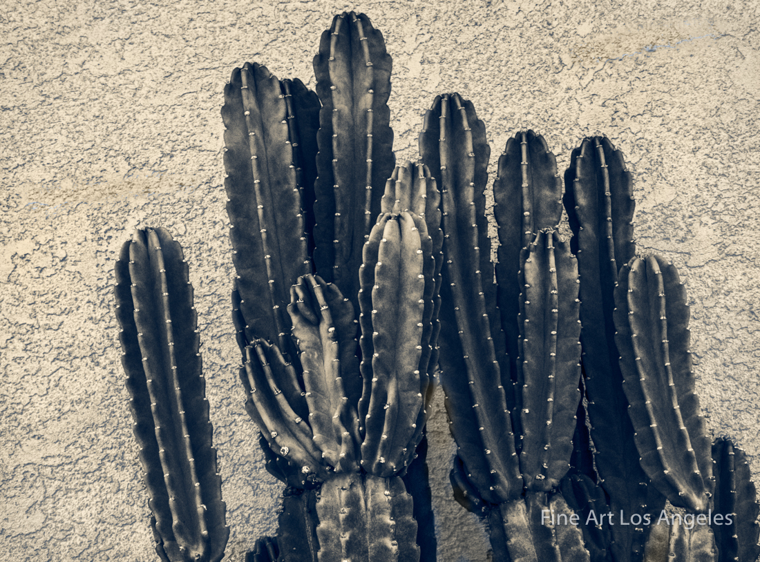 Jay Buchsbaum Photo, Untitled Cactus and Wall #3