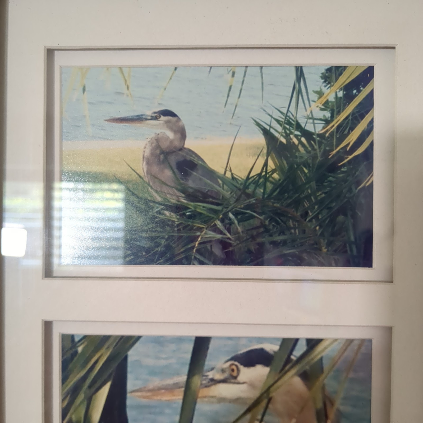 Great Blue Heron Art Prints Framed Signed S. Gooch 2008 Vertical Wildlife Wall