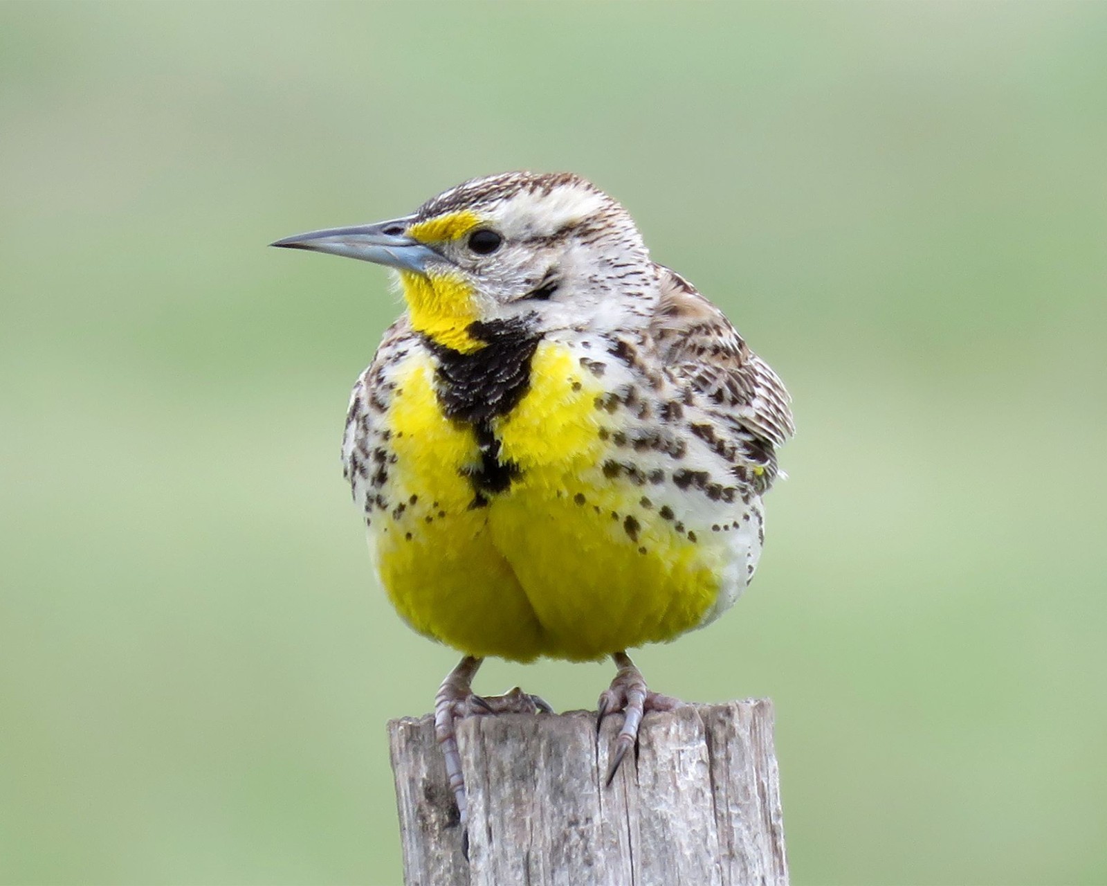 Western Meadowlark 8×10 8″x10″ Photograph Print