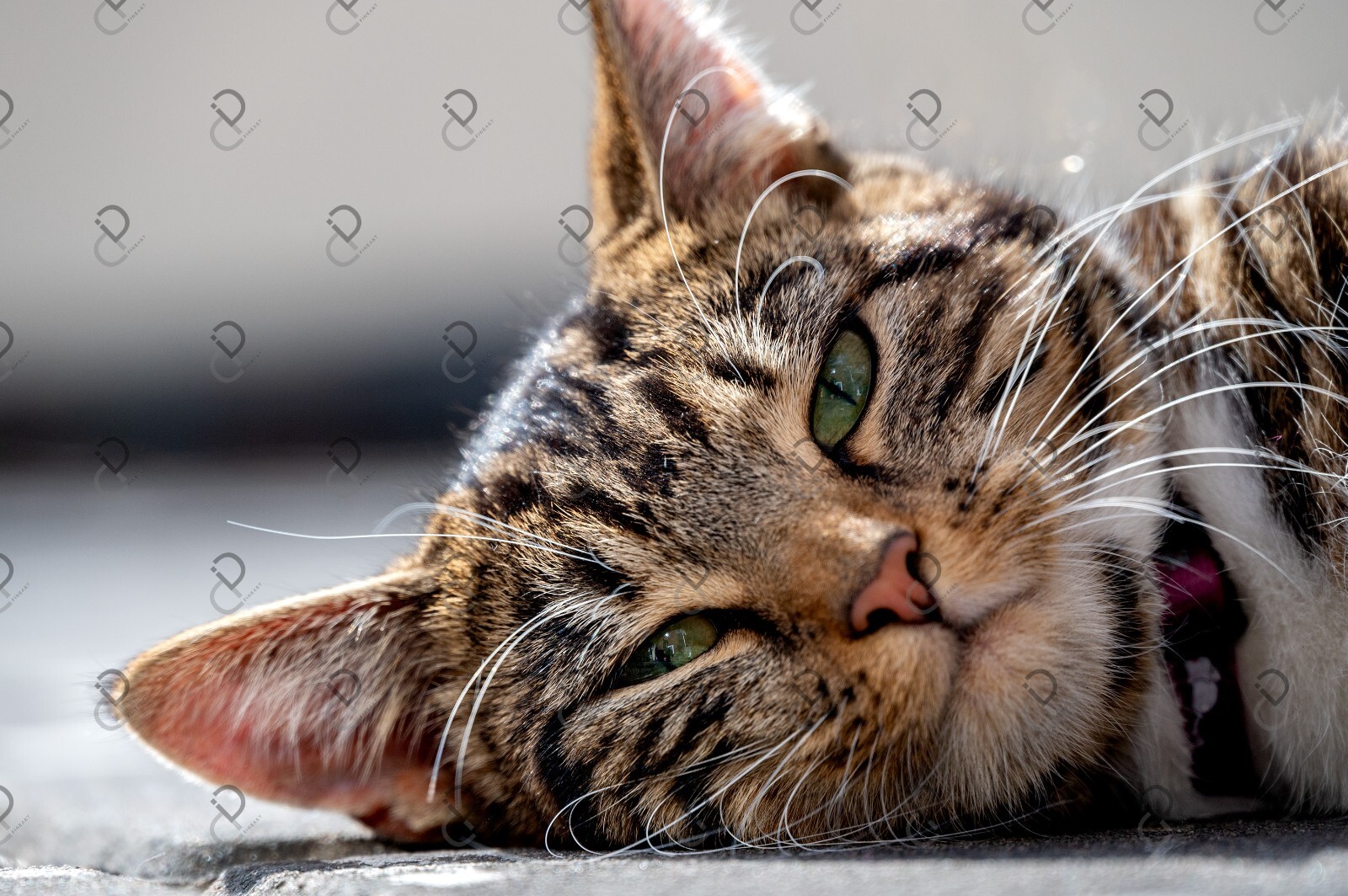 Cat Photo Digital Image Product Wallpaper Background Picture animal friend