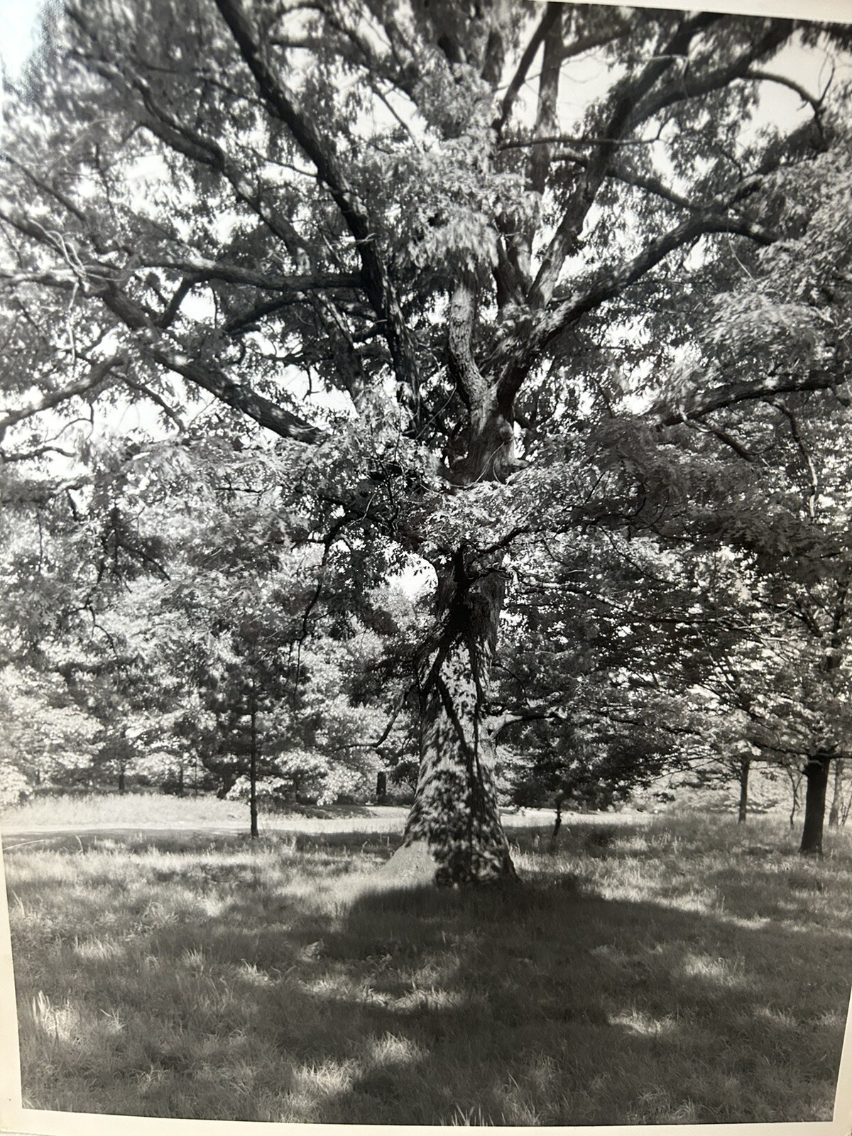 Arthur Gray Standard Oil Photographer Cleveland Ohio Americana Tree In Woods Wow