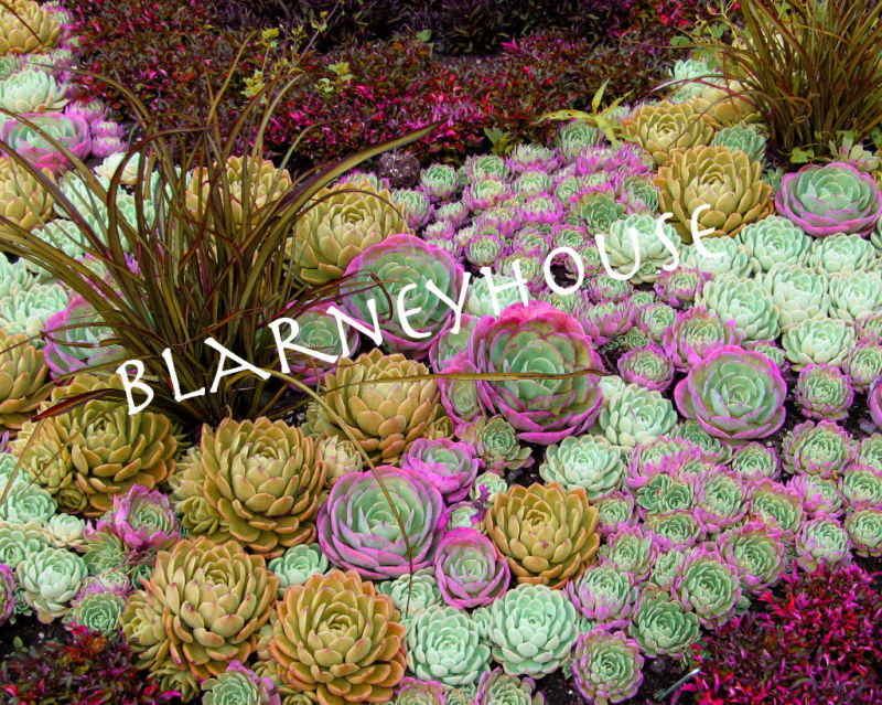 BEAUTIFUL edited SUCCULENT FLOWERS! 8×10 LOOK!!