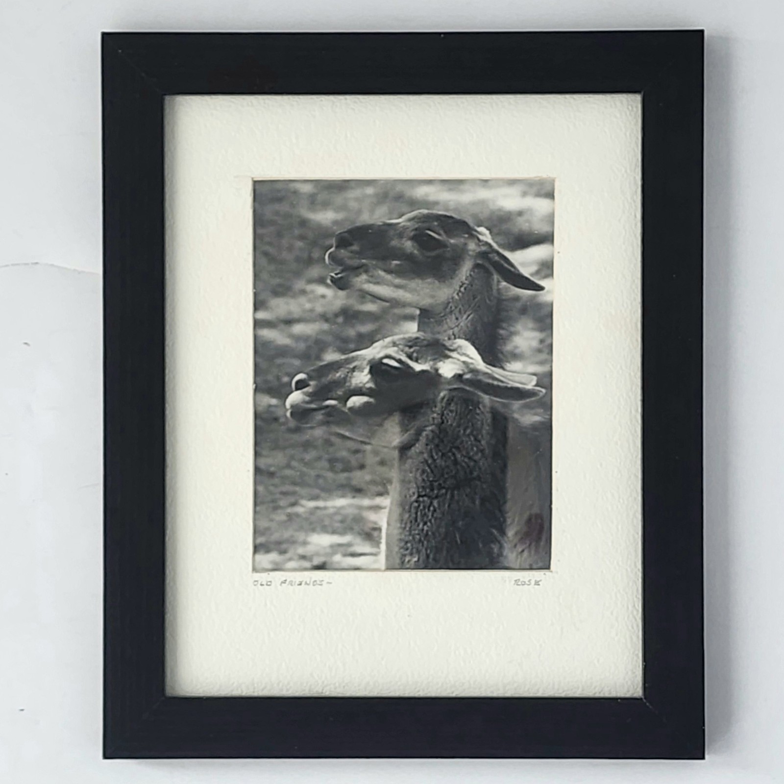 Art Photograph Two Llamas “Old Friends” Signed Rose Arizona Wildlife Photography