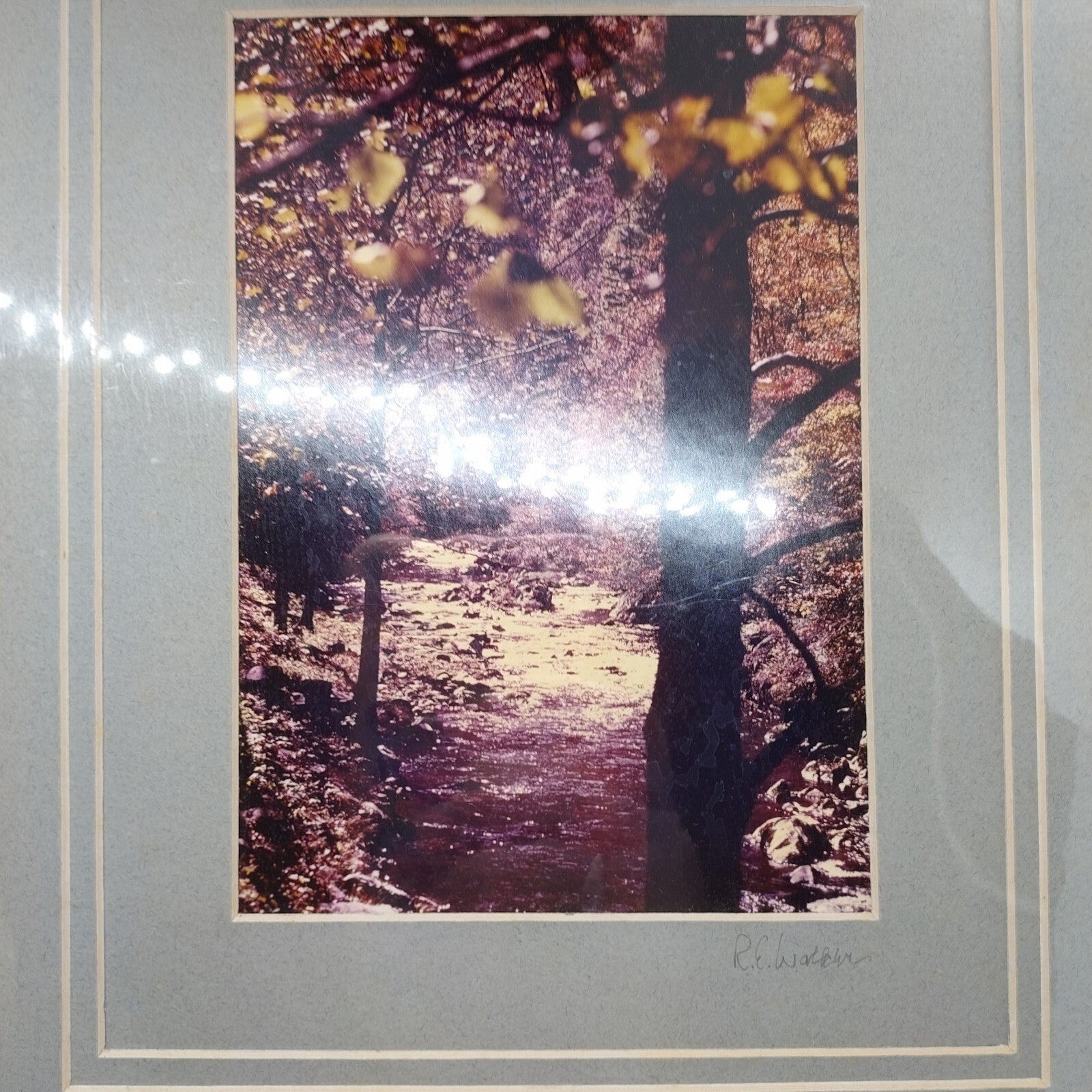 Photo Nature Trees Robert E Walker Venice Florida Signed Matted Sealed 5×7 sepia