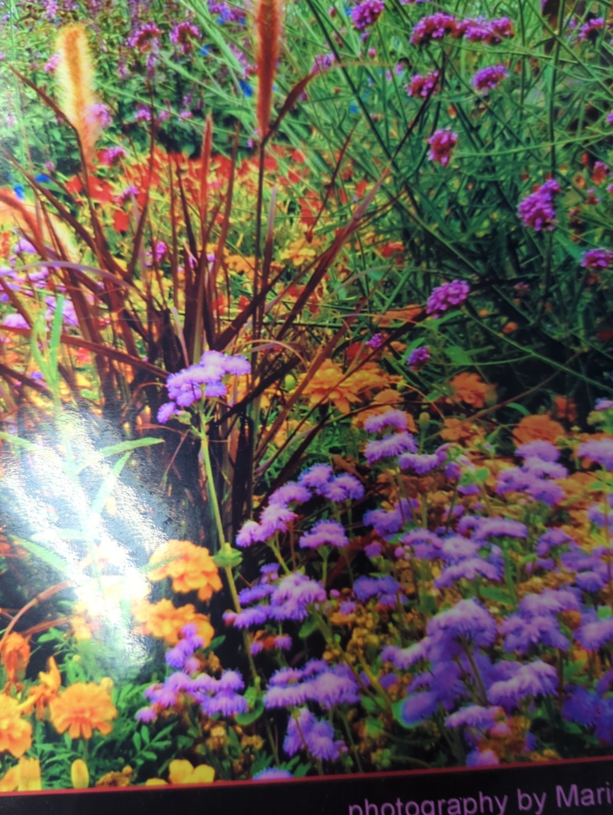 Mariestella Photography If Flowers 17 In Long 15-1/2 Height
