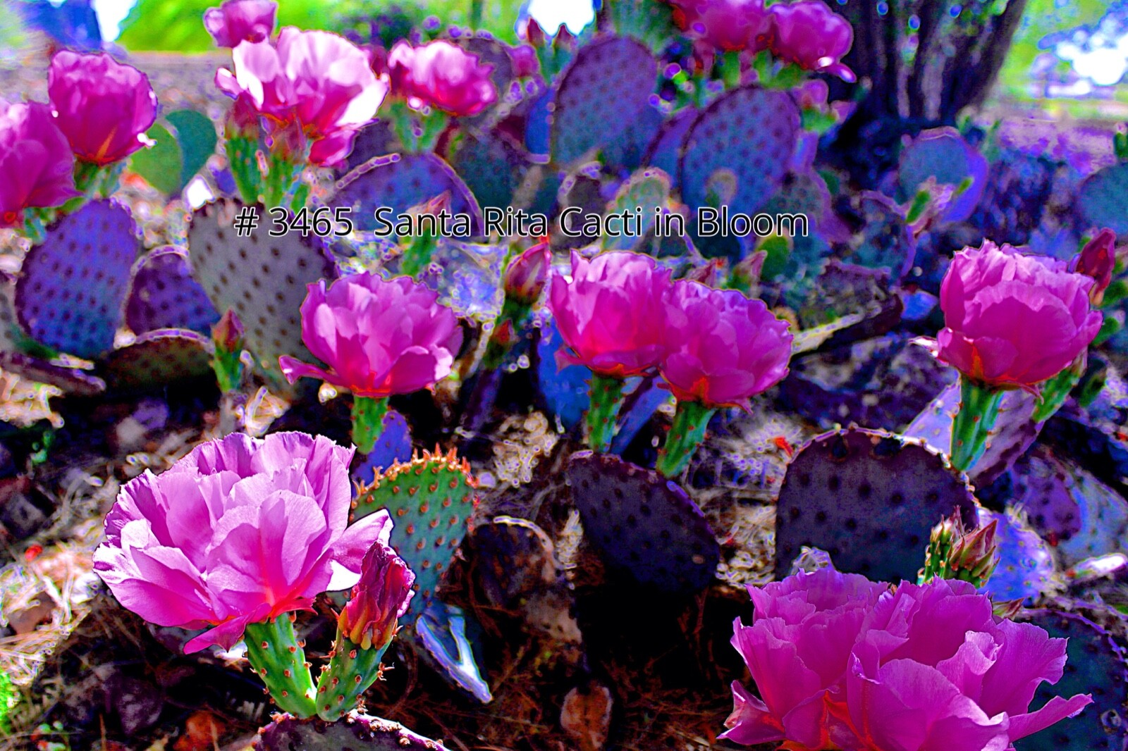 Metal Wall Print 36×24 Santa Rita Cacti in Bloom Desert Landscape Art 