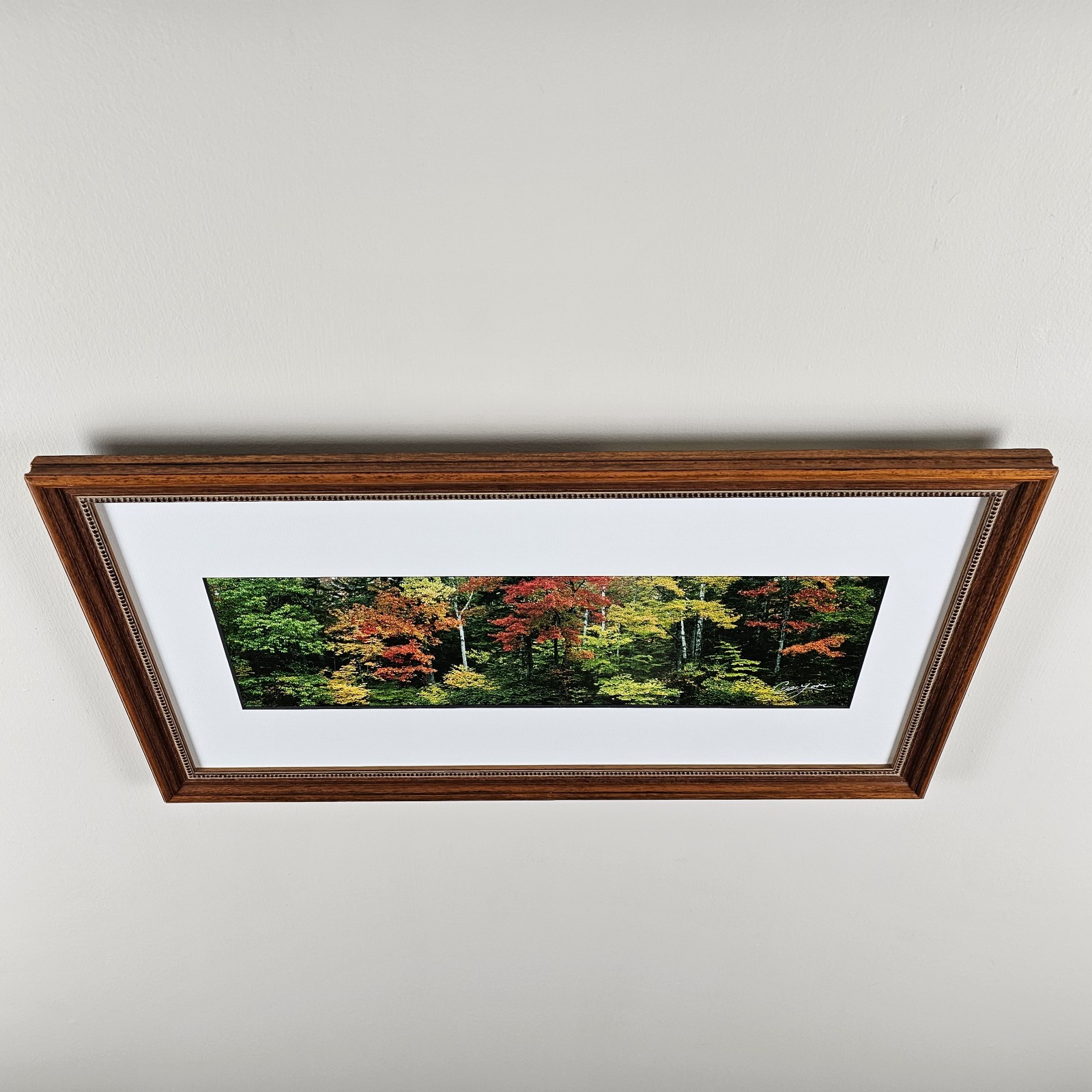 ART – Signed Gary Love Photograph 21.75×11.75 Framed Landscape Art – Maine Trees