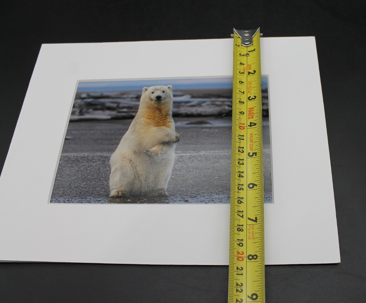 Signed Polar Bear Photograph Matted Laura Lyn Photography 2016 Arctic Wildlife