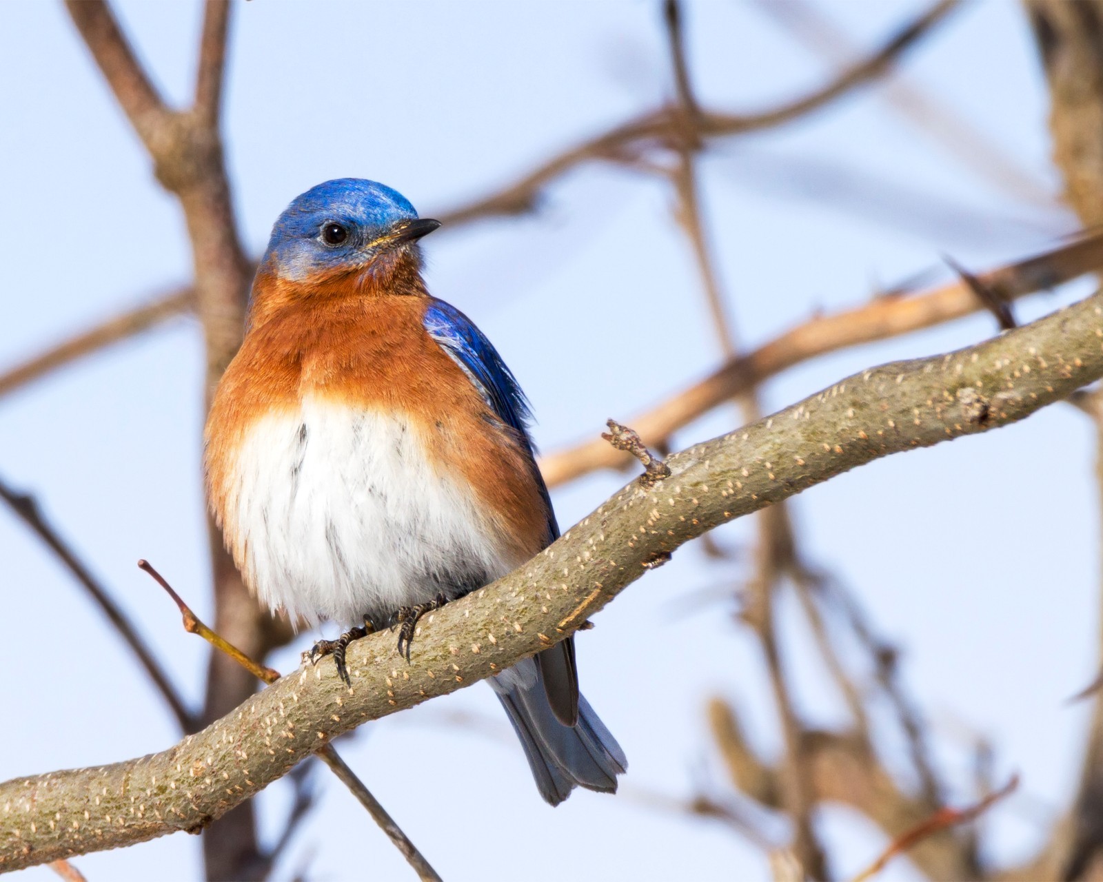 Male Eastern Bluebird 8×10 8″x10″ Photograph Print