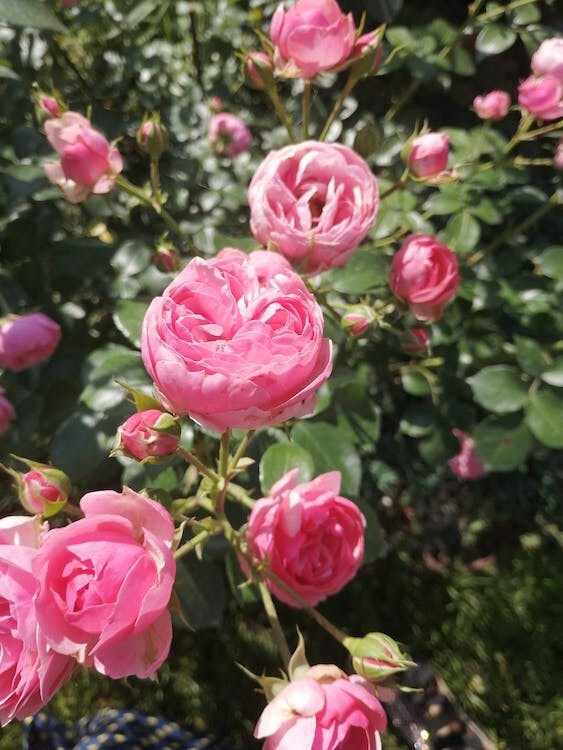 Digital Image Picture Photo Pic Wallpaper Close-Up Shot of a Pink Roses in Bloom