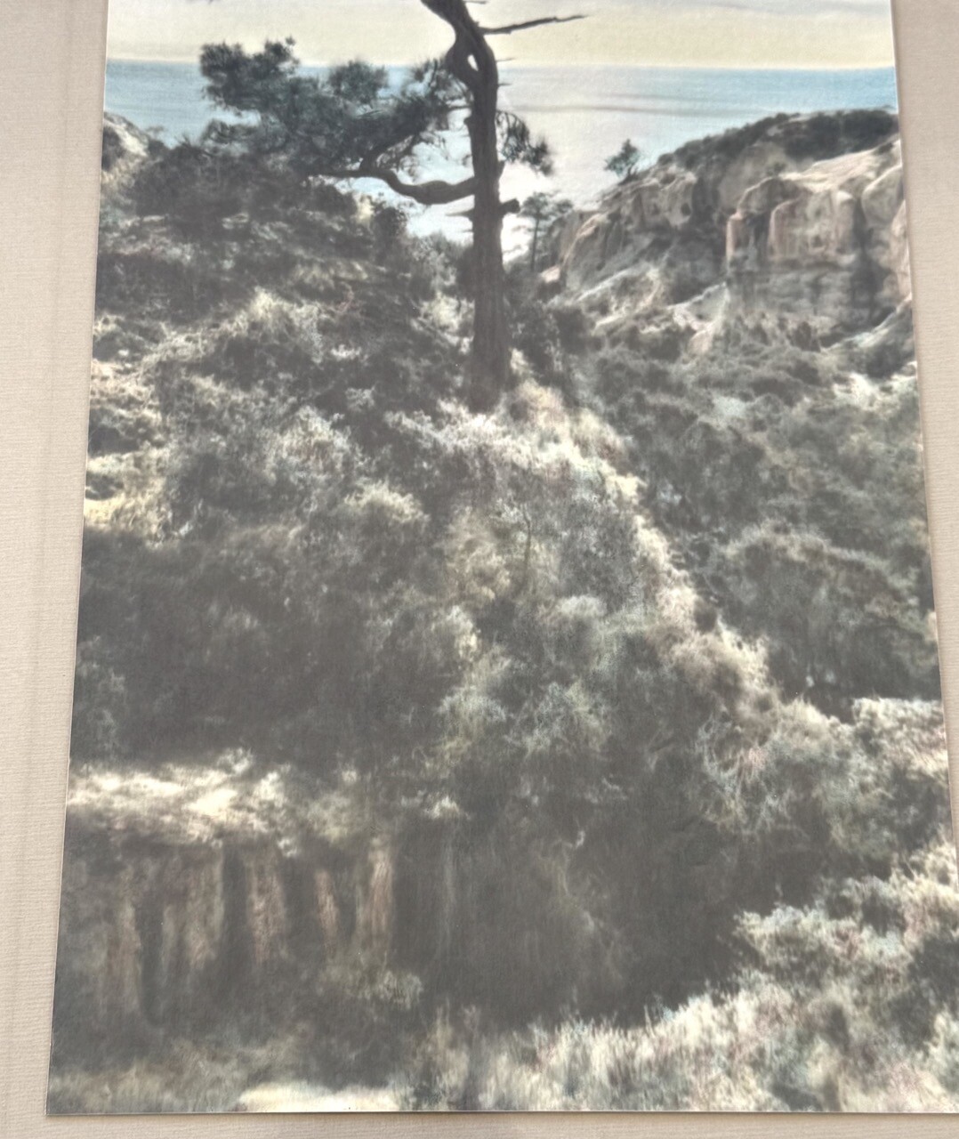 Lg VTG J.M. Garrison Hand Tinted Oil Color Photo Torrey Pines 12.5”x23.5” VGC