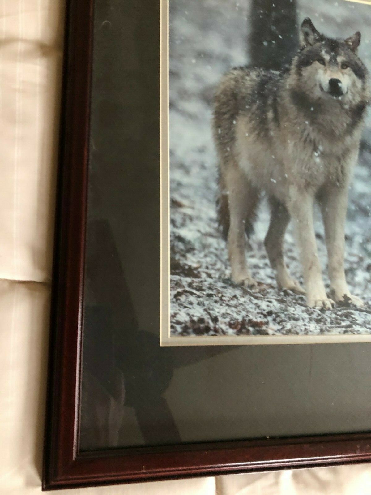 “WOLF EARLY WINTER SNOW” OPEN EDITION FRAMED PHOTOGRAPH BY CHET DOWELL