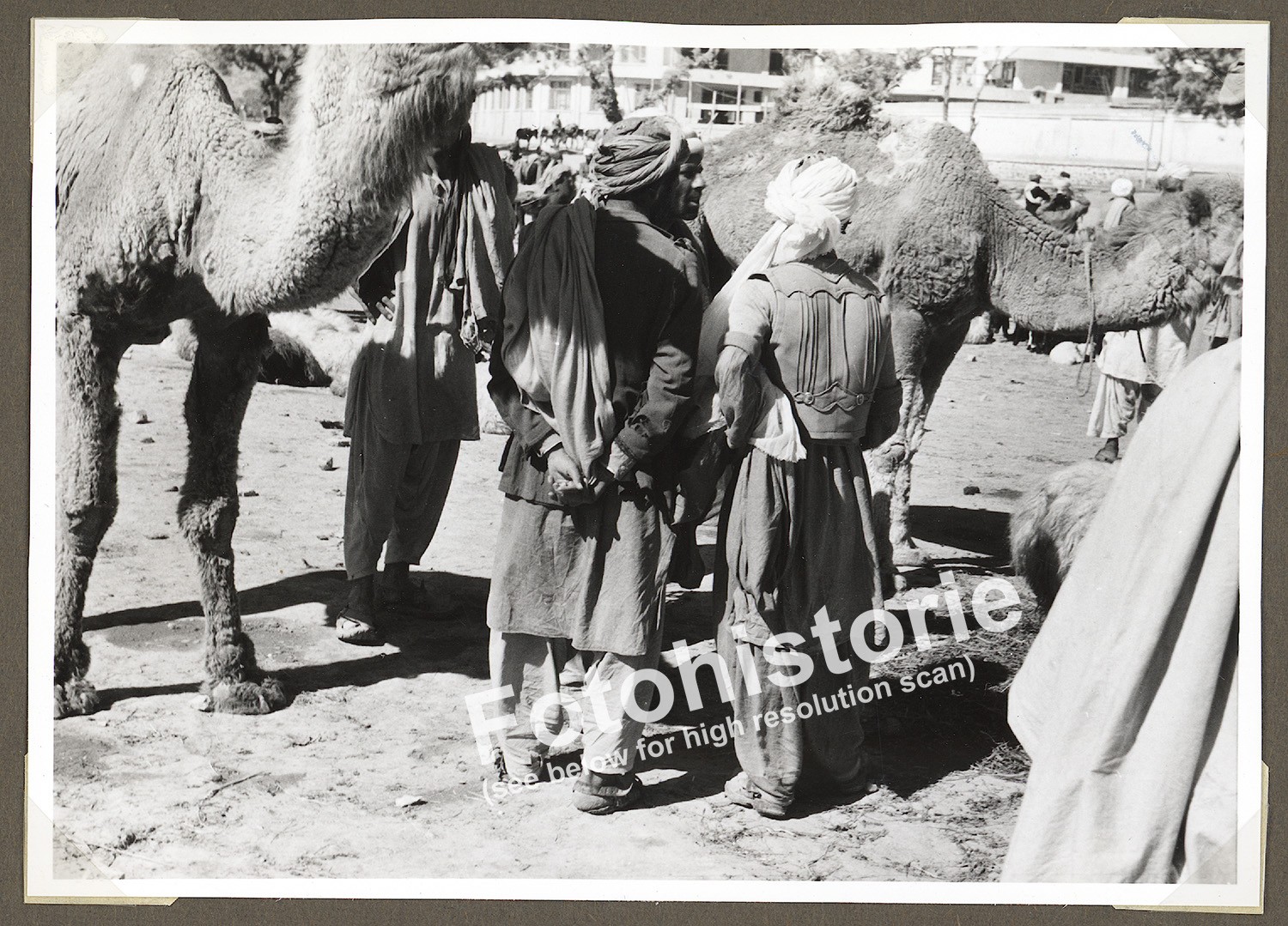 Photo Kabul Camel Market Afghanistan Merchant Bazaar Animals 1960s