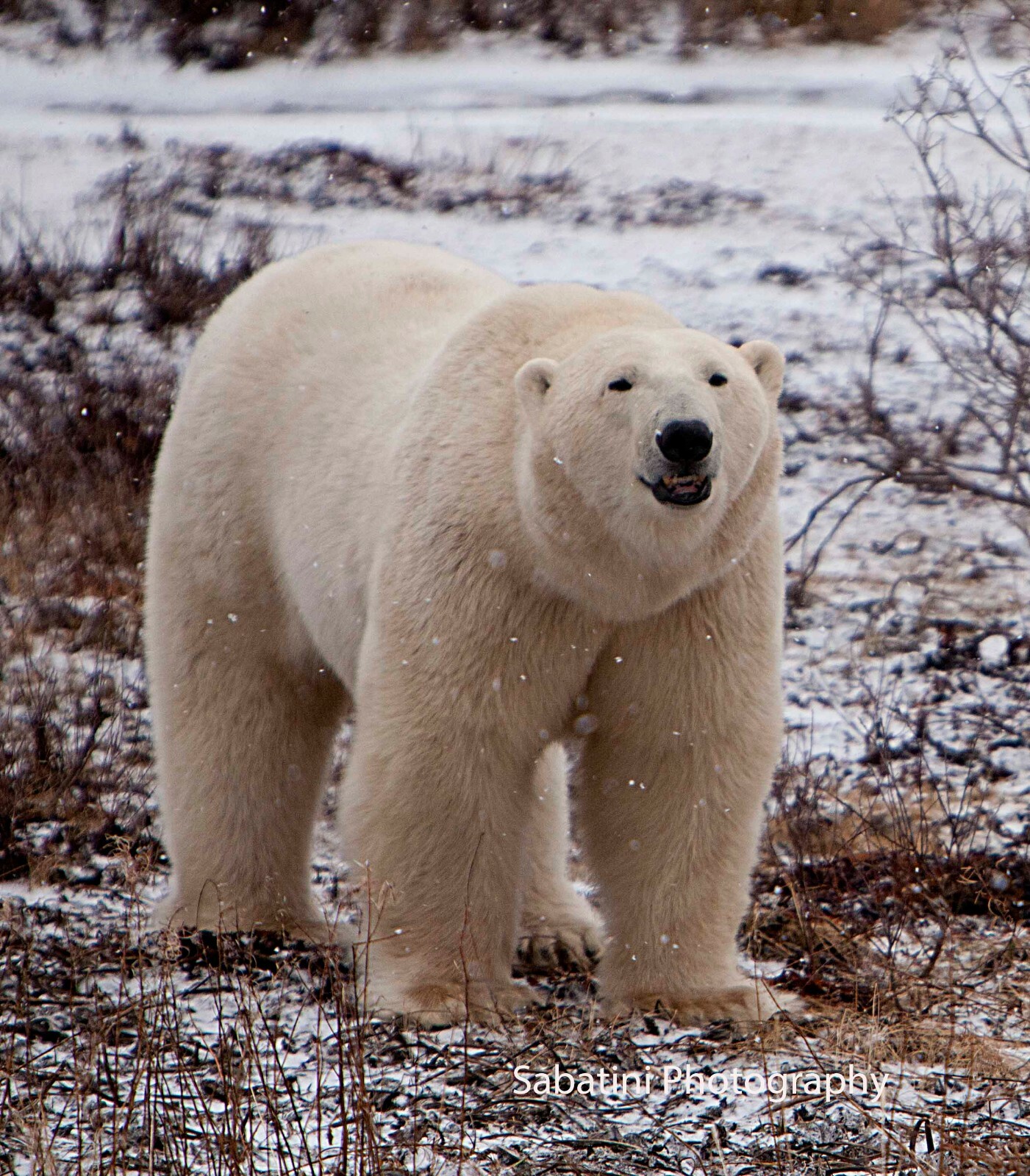 Polar Bear (122), Hudson Bay, Churchill, Canada, 11 x 14 Print Metallic Paper