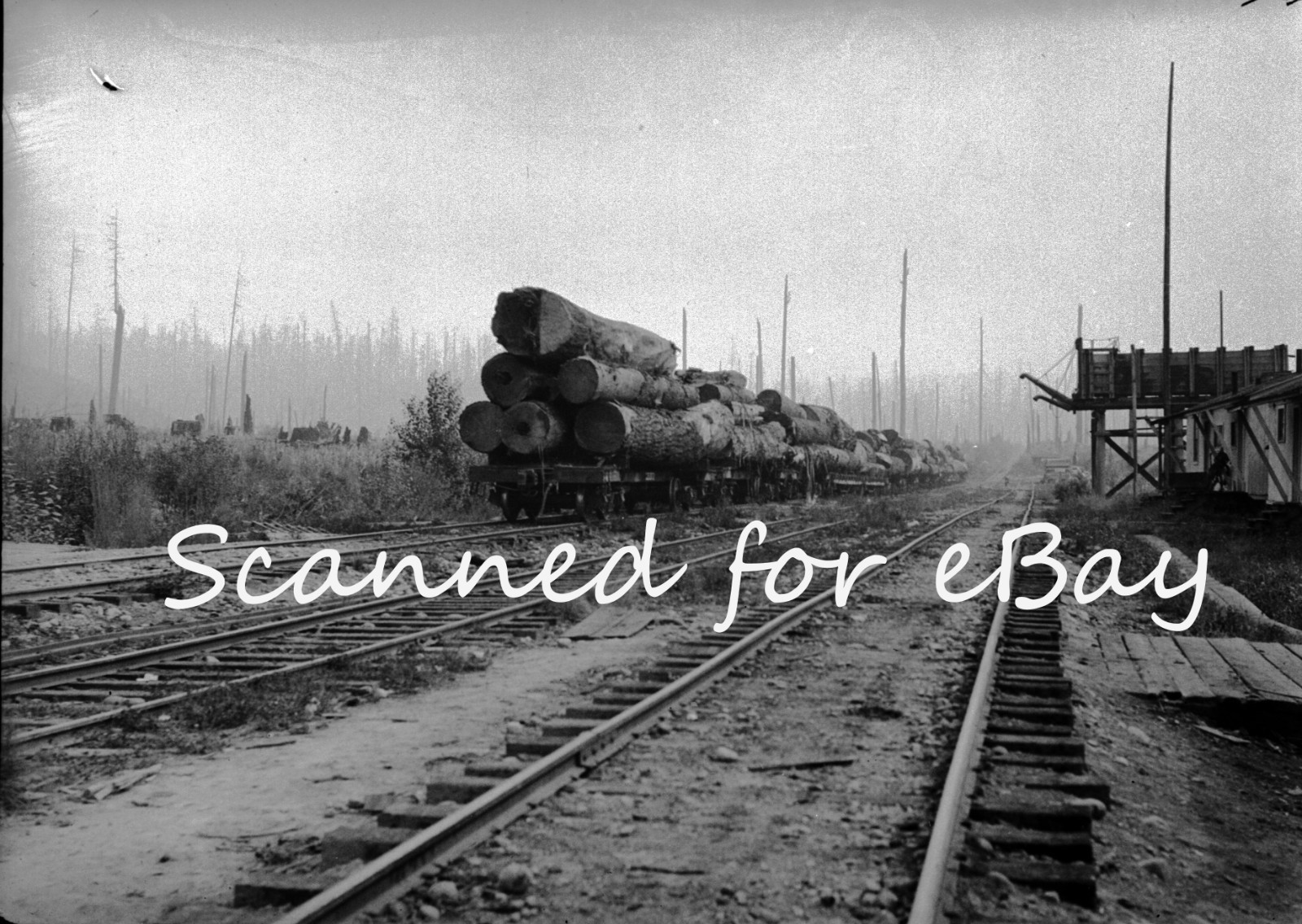 BRITISH COLUMBIA LOGGING CEMENT 1928 100 ORIG NEGATIVES IN ALBUM CANADA PEOPLE