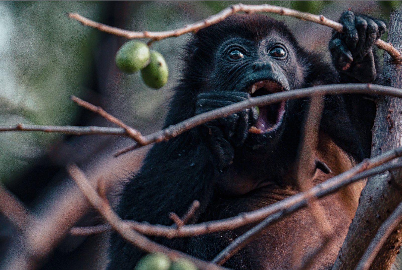 Howler Monkey Eating a Mango 2