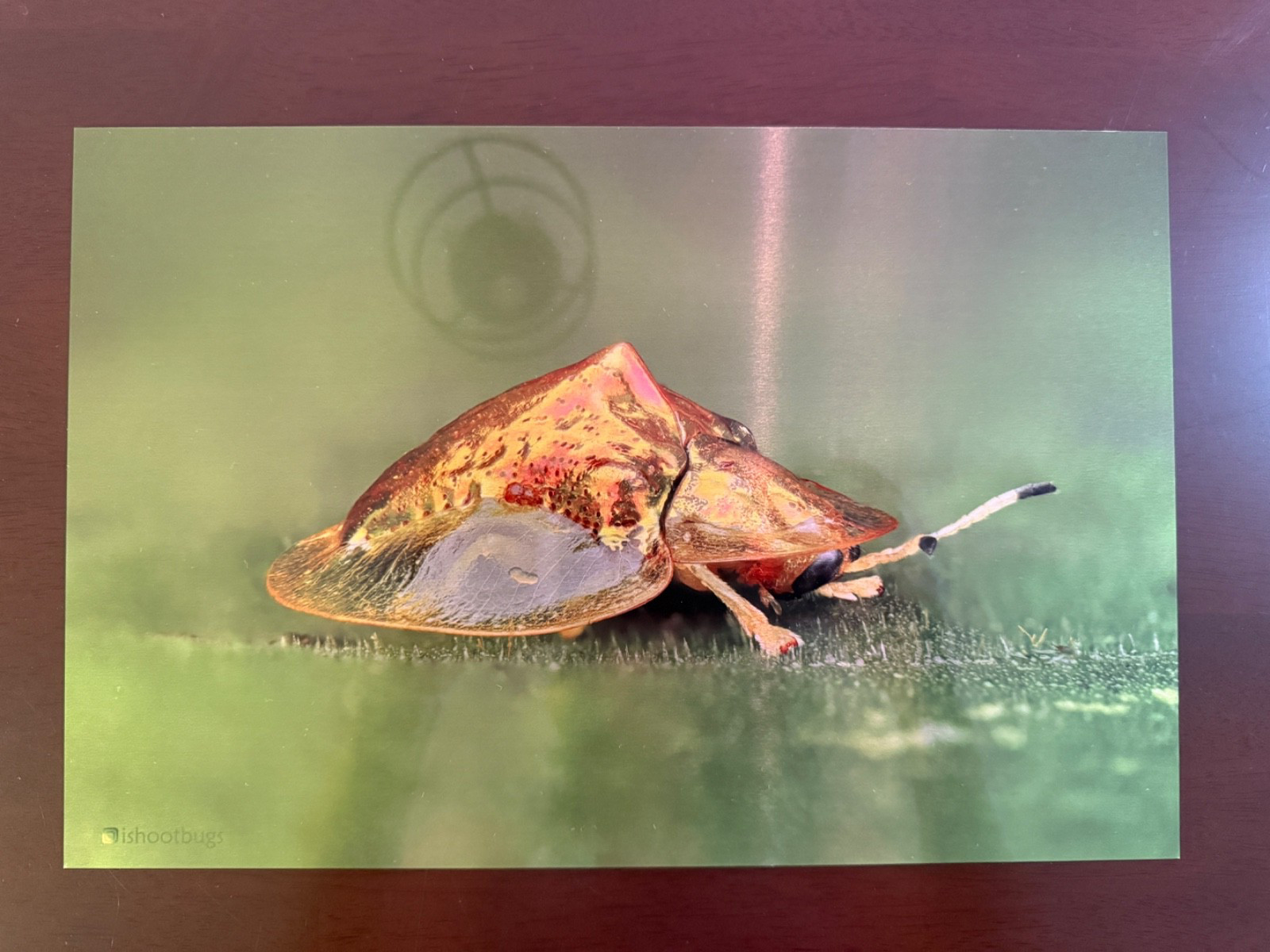 8×12 Sheer Gloss Metal Wall Art Tortoise Beetle Macro Nature Print