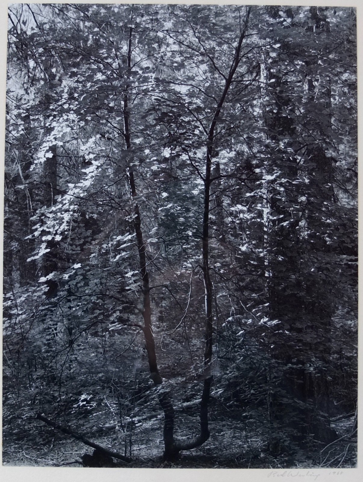 Robert (Bob) Werling 1968 Photograph Early Morning Light Pencil Signed In Frame