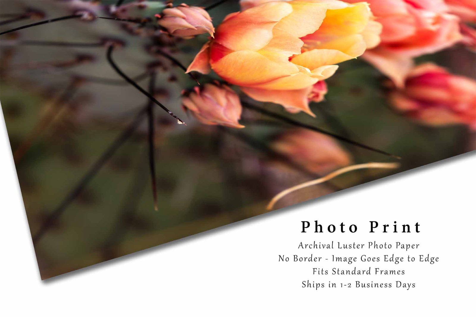 Cactus Flower Photography Print: West Texas Prickly Pear Desert Nature Photo