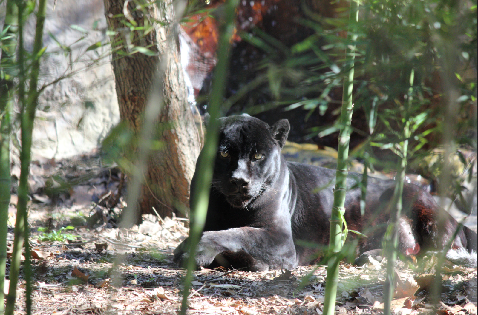 Black Panther Close‑Up Background | Wildlife Portrait Photo | High‑Res –