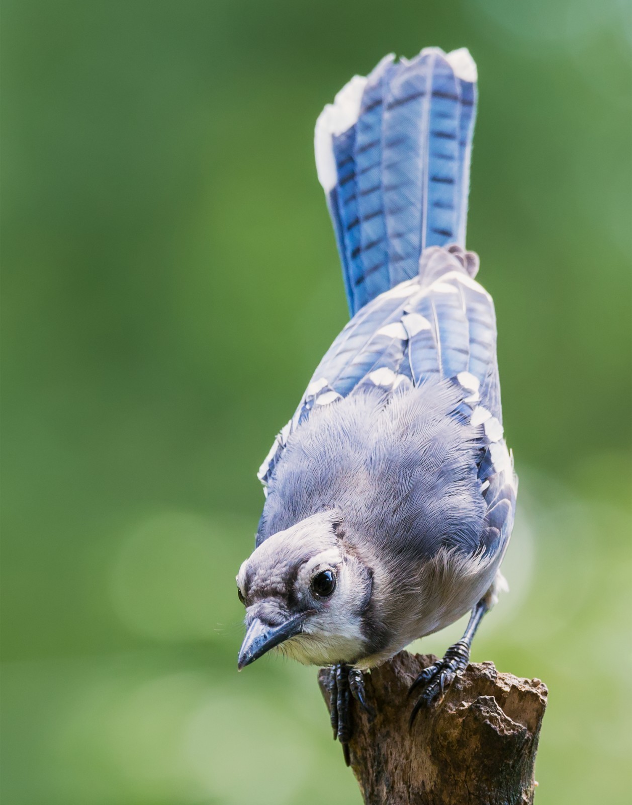 Blue Jay Bird 11×14 Photograph Print 11″x14″ #3