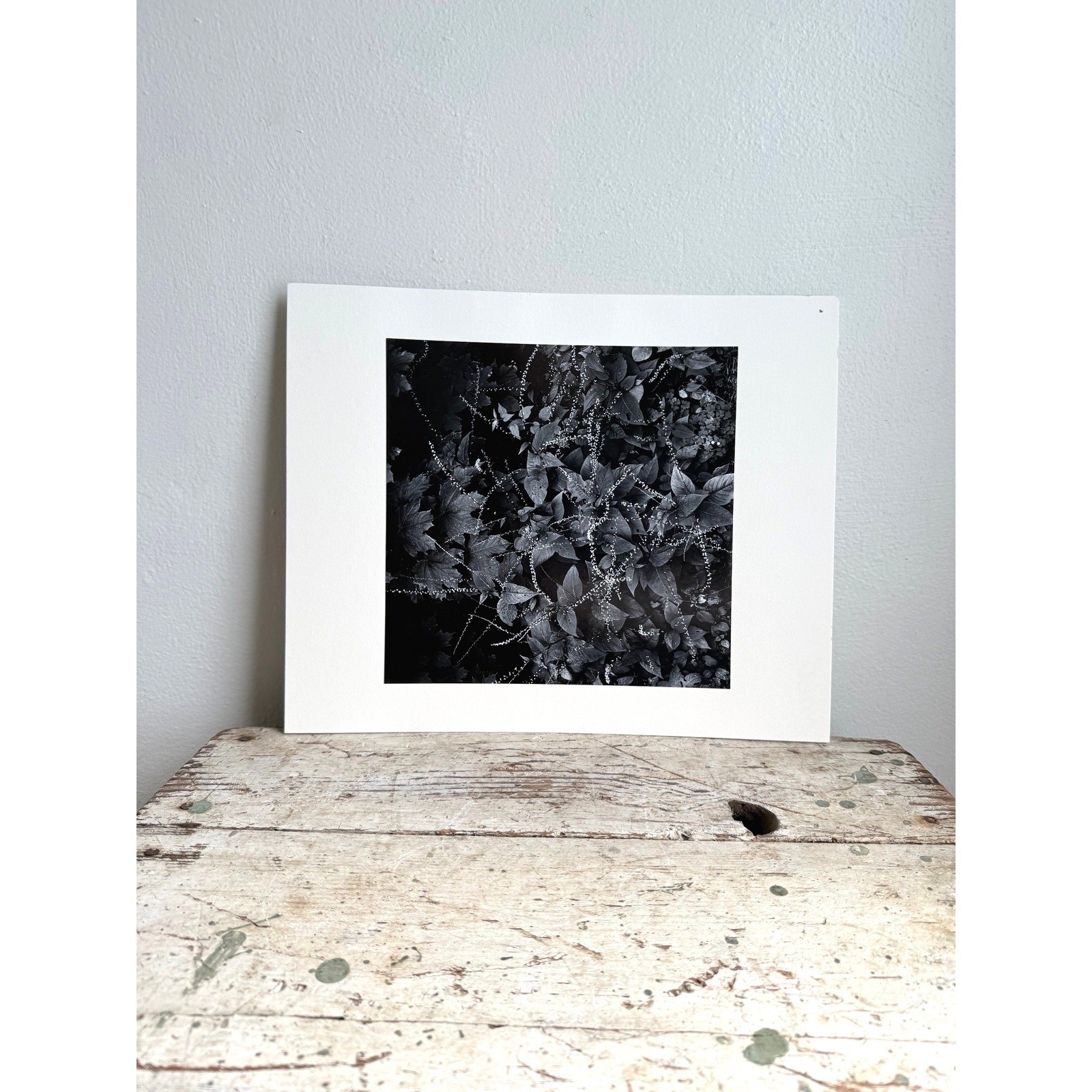 Black and White Botanical Fine Art Print Nature Photography Textured Paper 2939