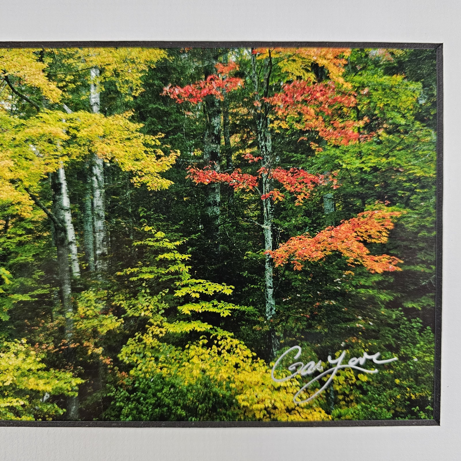 ART – Signed Gary Love Photograph 21.75×11.75 Framed Landscape Art – Maine Trees