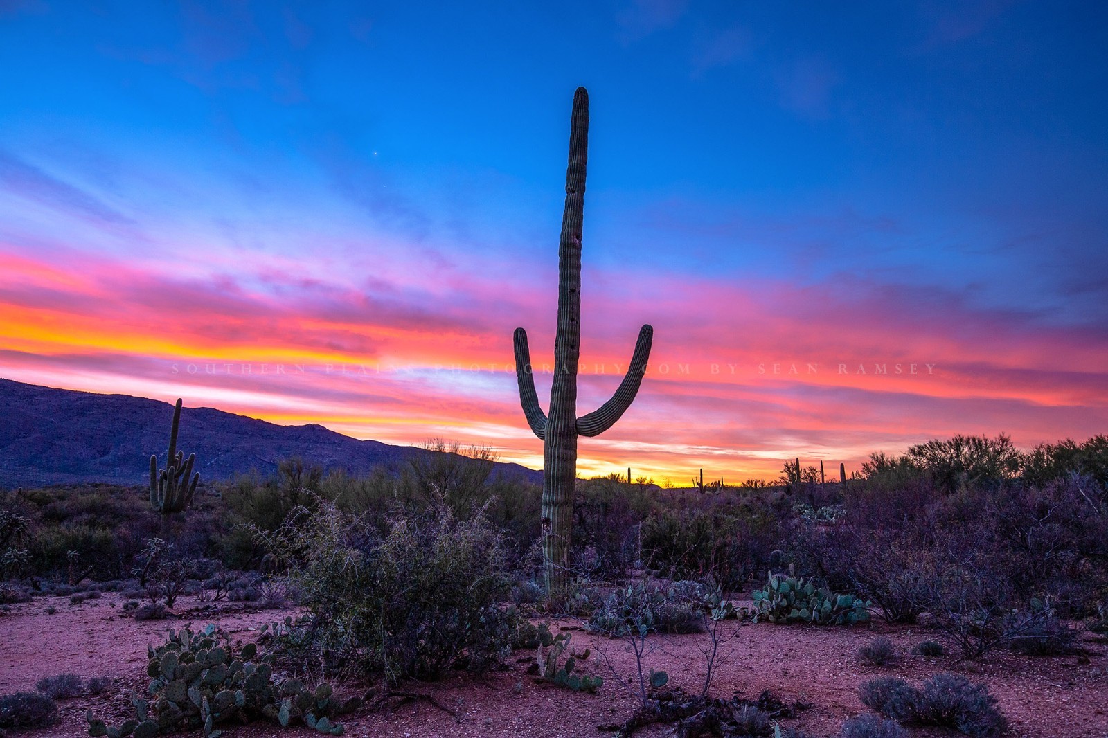 Saguaro Photography Print: Arizona Cactus Desert Southwest Landscape Photo