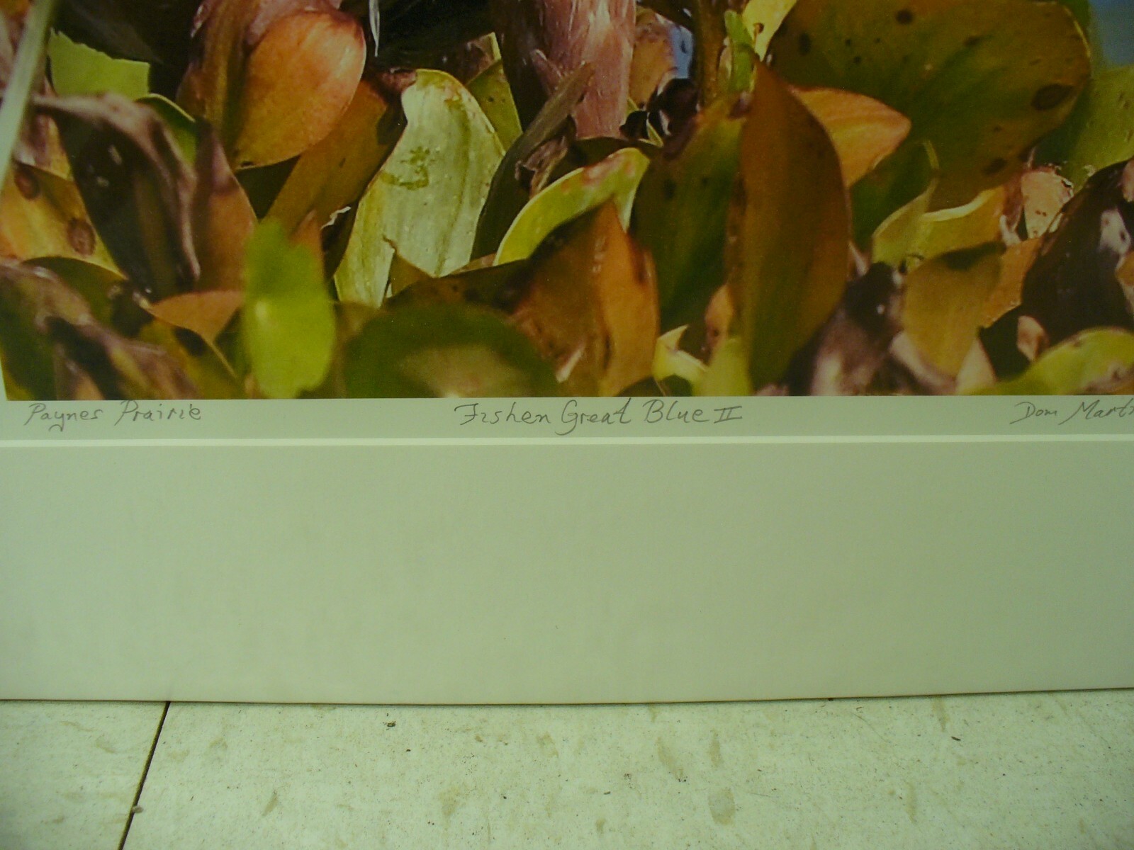MATTED PHOTOGRAPHY Fishen Great Blue 2 in Paynes Prairie By Dom Martino 16x20in