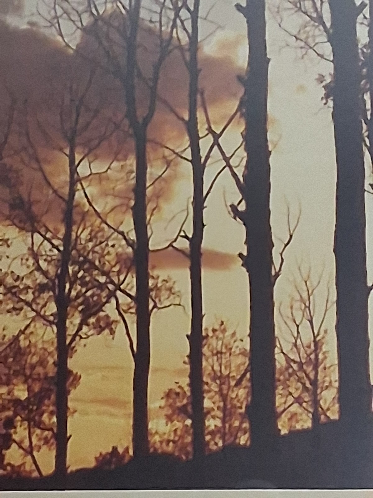 Framed Limited Edition Photograph — Sunset Silhouette Forest — Signed & Numbered