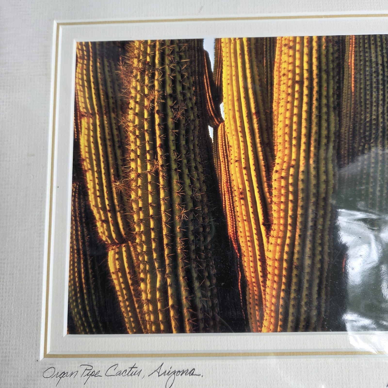 Louis Cantillo ORGAN PIPE CATUS Signed Photo Arizona Matted Mounted 14 x 11 New