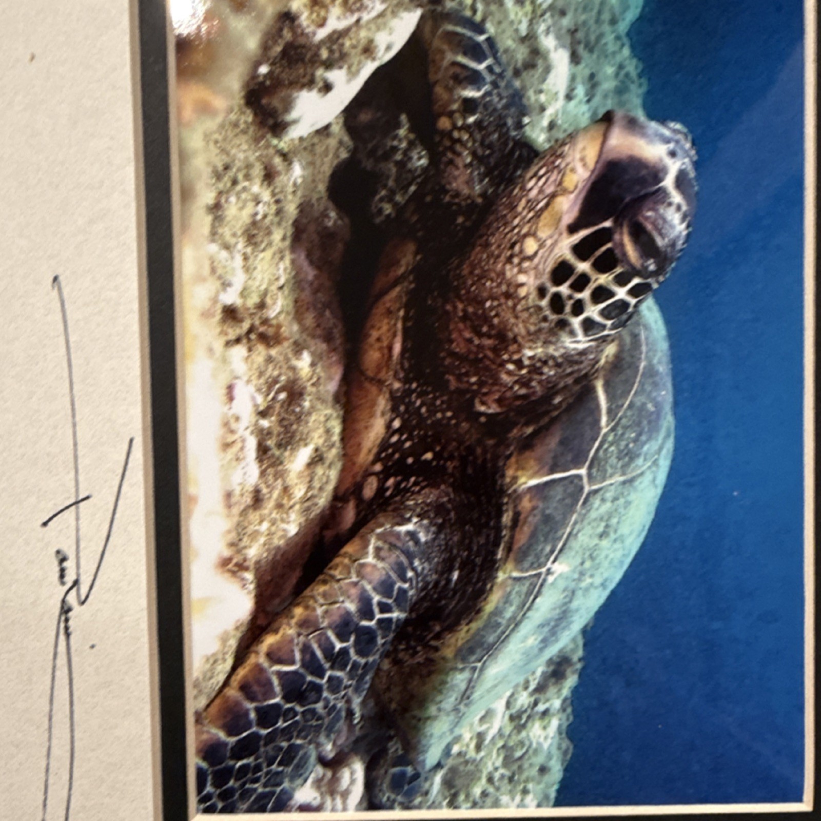 Glenn Poulain Signed Sea Turtle Underwater Color Photograph Print Matted