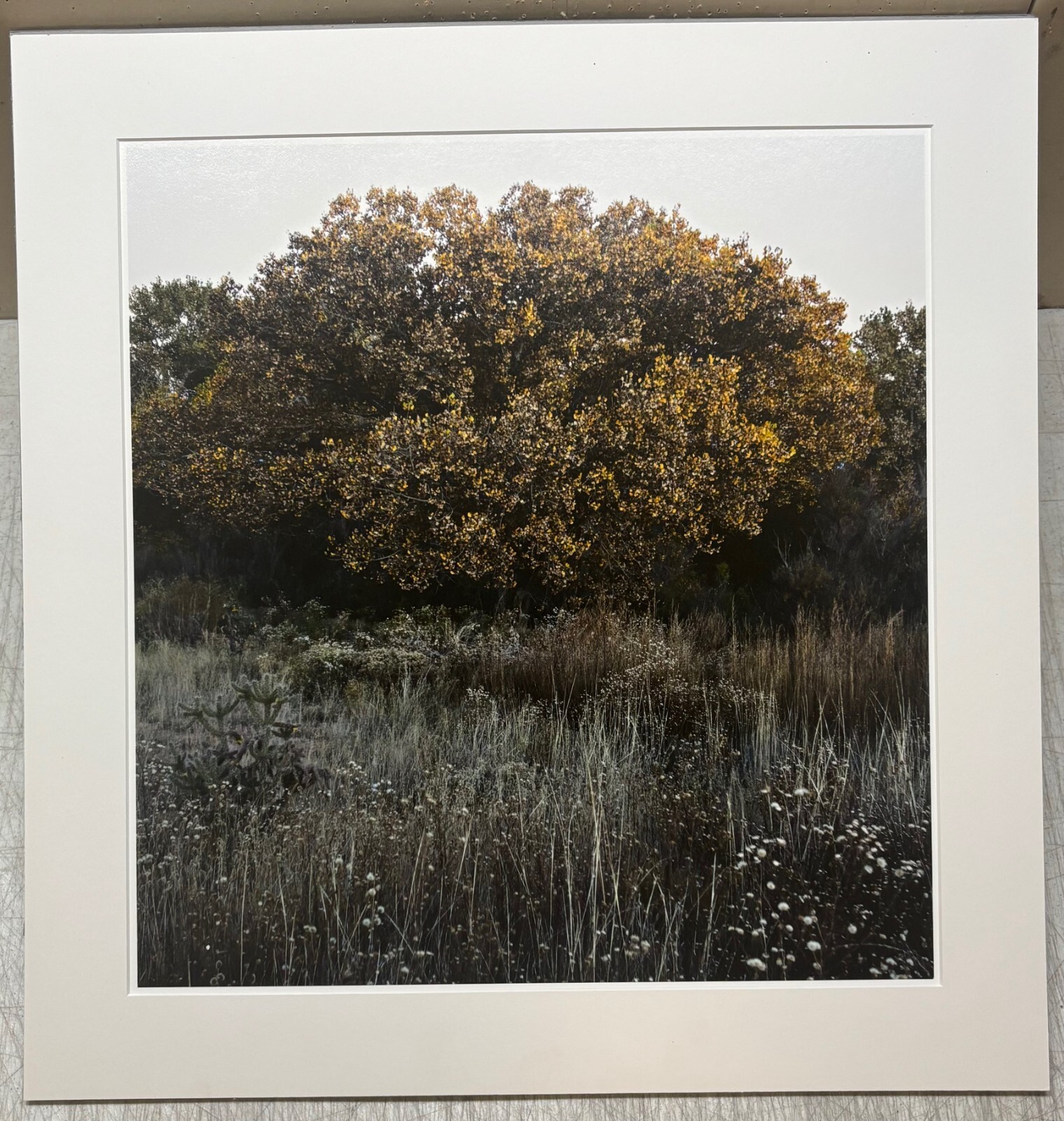 Vintage SUSANNAH HAYS ‘Star Vibrations’ SANTA FE New Mexico Landscape PHOTO