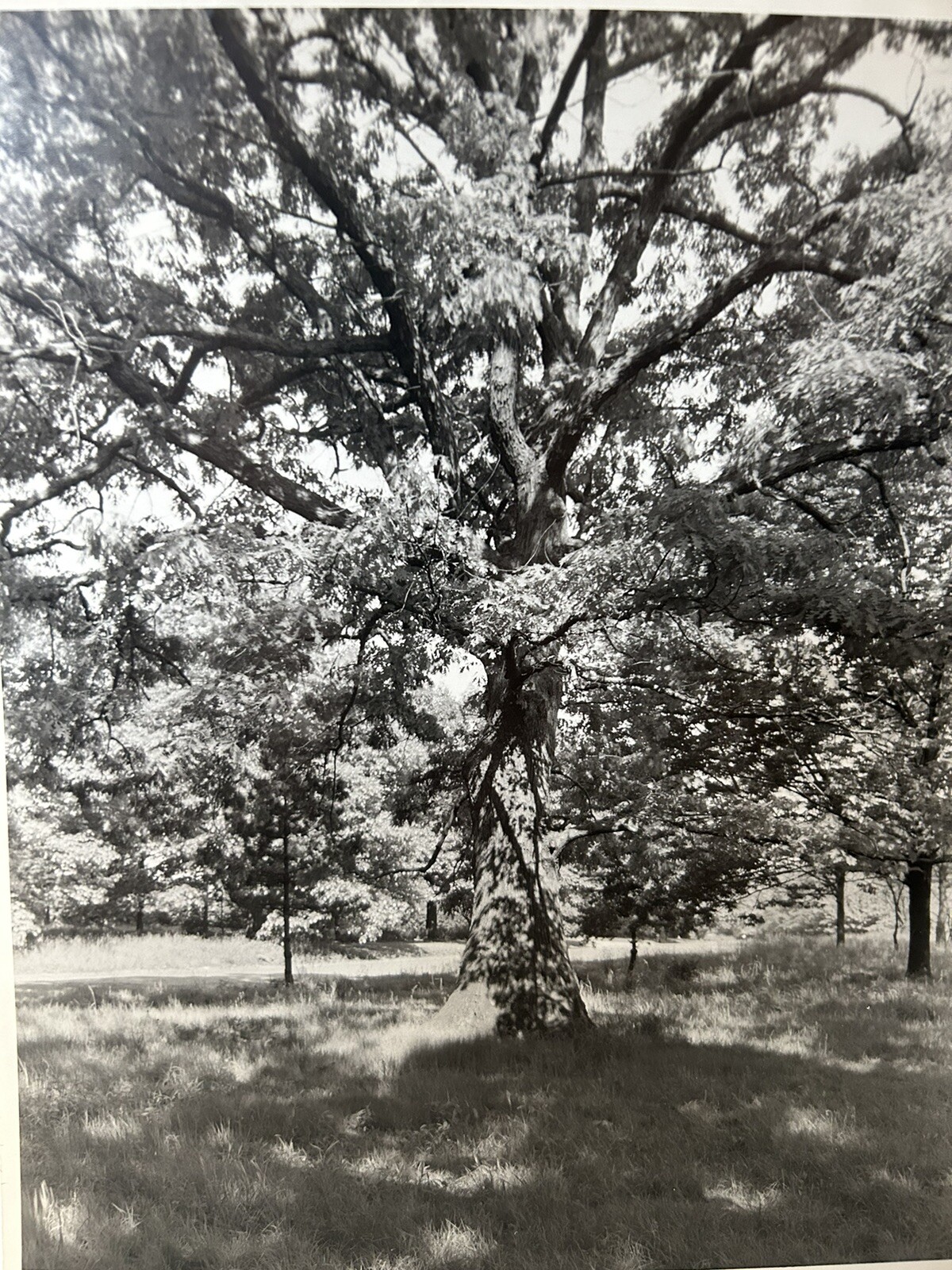 Arthur Gray Standard Oil Photographer Cleveland Ohio Americana Tree In Woods!!!!