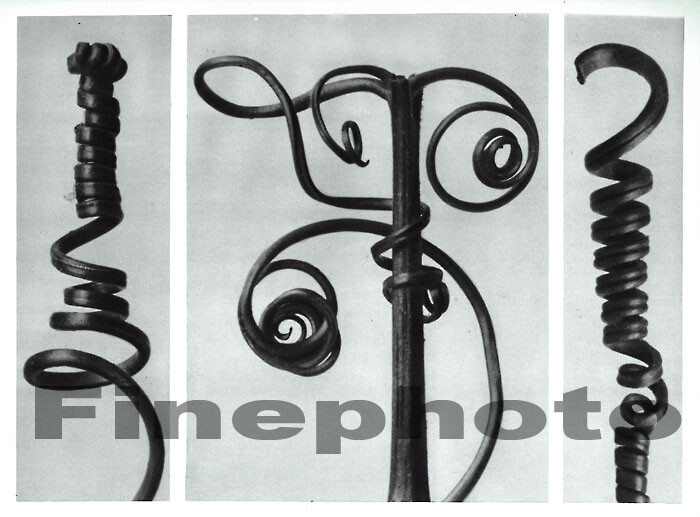 1929 Original KARL BLOSSFELDT Vintage BOTANICAL PLANT Tendril Vines Photo Art
