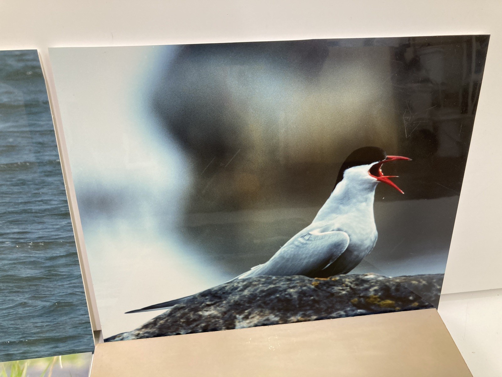 6 Original Bird Photography 8” X 10”