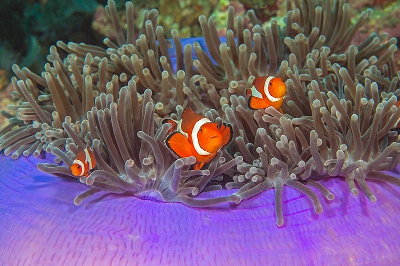 Clownfish Carnival