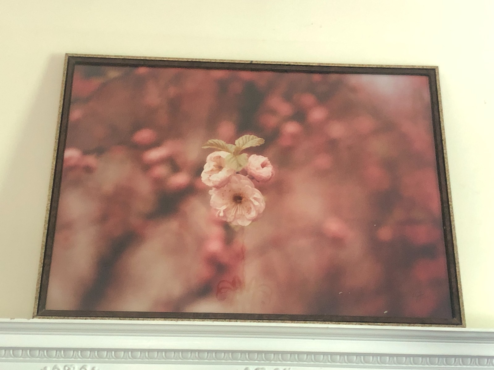Antique Washington DC Cherry Blossoms