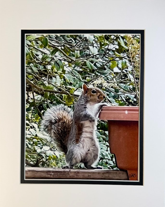 6 Pack Squirrel Digital Watercolor Original Photograph 8 X 10 Mat 11 X 14 Signed