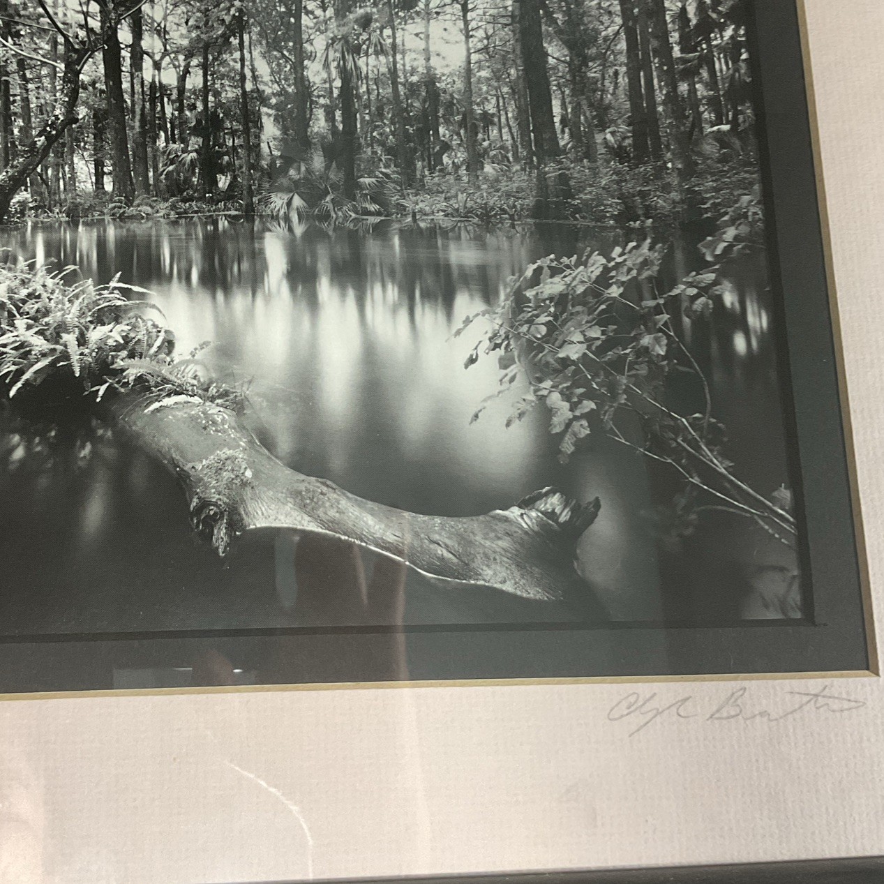 Clyde Butcher Signed Photograph Loxahatchee River #1 Framed 9.5” X 6.5” Photo