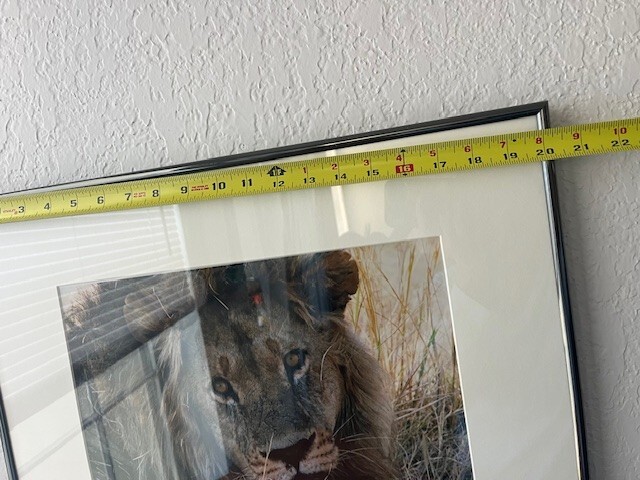 Africa Lion Wall Art Rare Photograph of Lion Africa Art Framed Signed and Dated