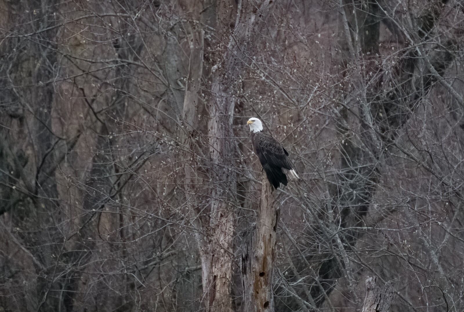 “Wisdom” American Bald Eagle Wildlife Photograph Red Wing MN. 2022