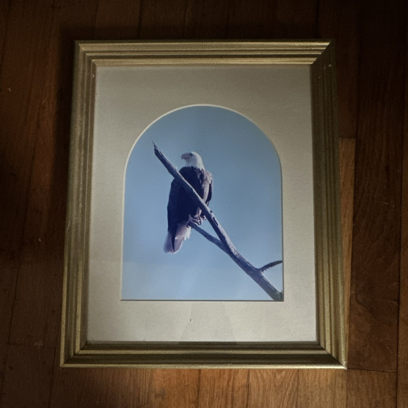 Bald Eagle Color Wildlife Photograph Print, Matted & Framed