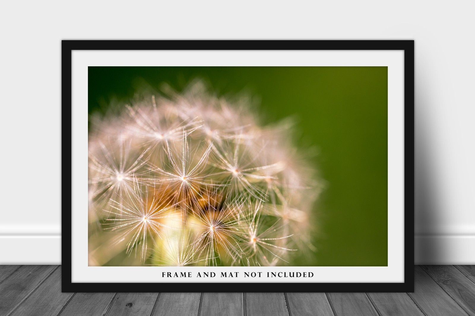 Botanical Photography Print – Picture of Perfect Dandelion on Spring Day