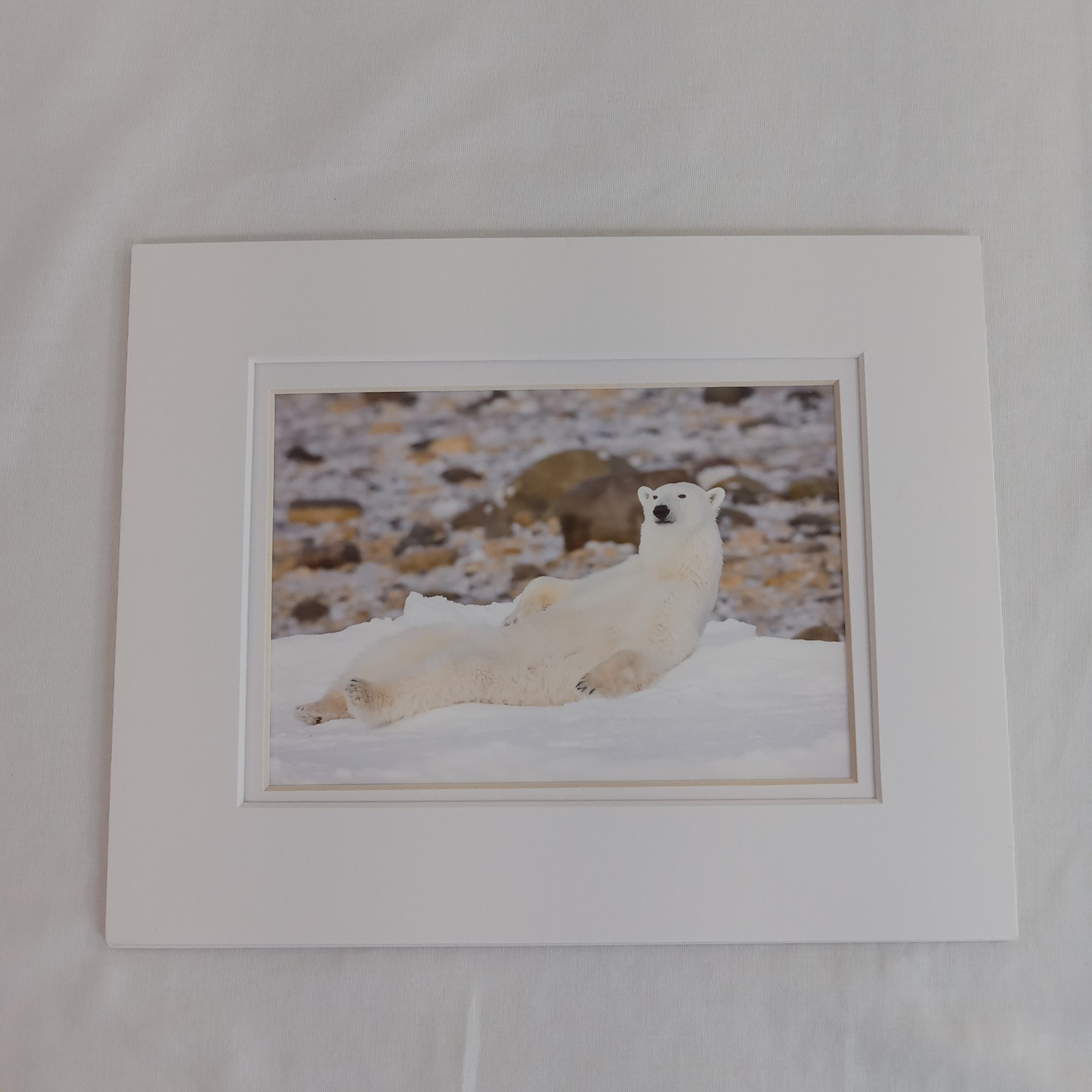 Polar Bear Photography Prints Set of 2 Matted Wildlife Art Photos Mike Johnson