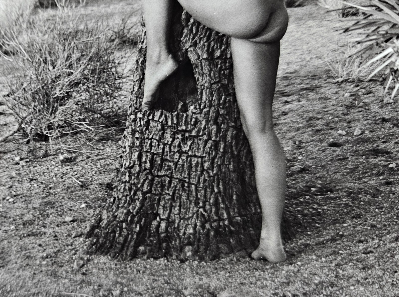 Andre De Dienes Nude Woman & Joshua Tree Photo Silver Gelatin Print 1960, COA
