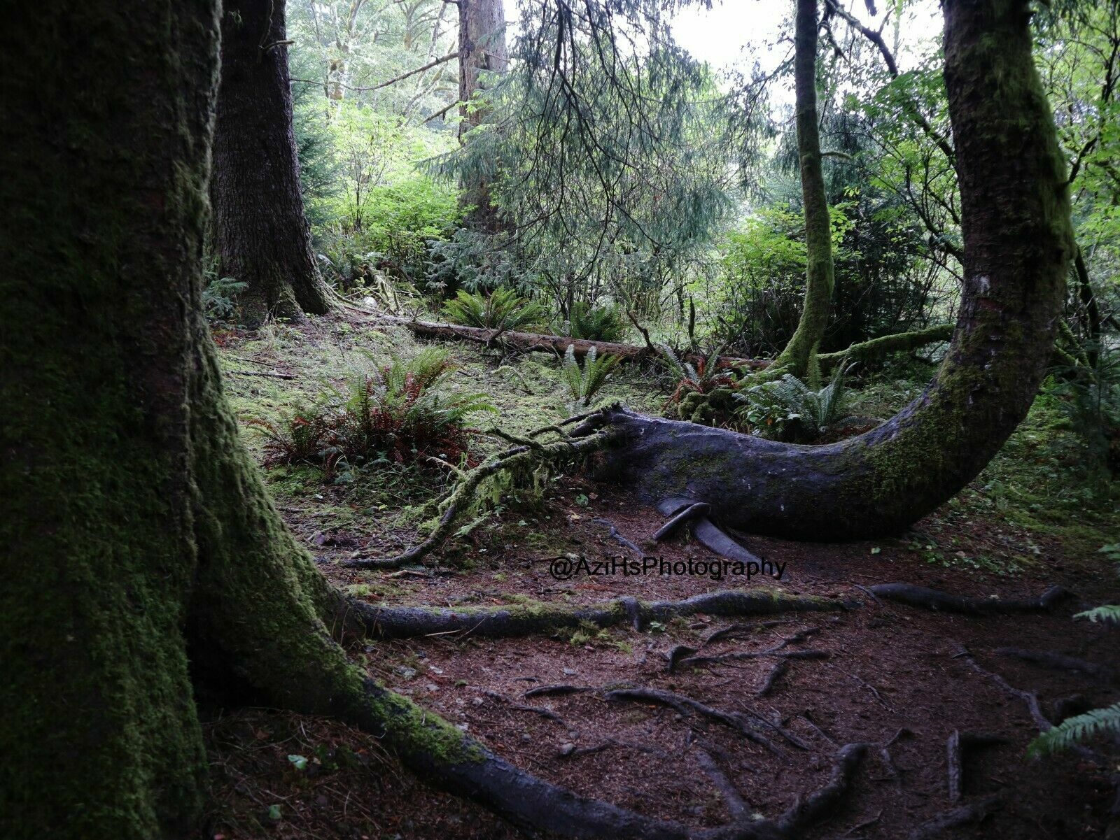 11×14 Inch Print Original Photo Photography Wall Art Forest Landscape Nature S