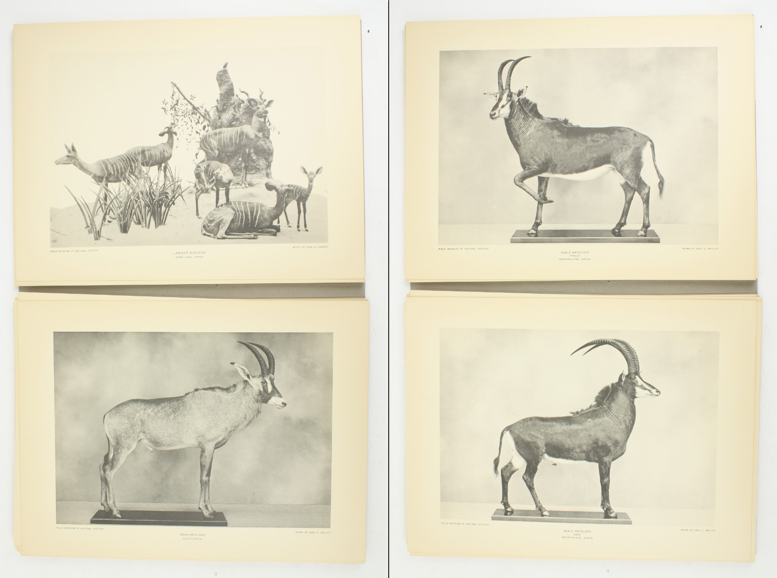 1927 Carl Akeley Photo Set Field Museum Natural History IL Taxidermy & Sculpture