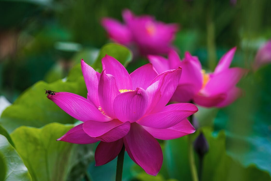 Digital Image Picture Photo Pic Wallpaper Purple Lotus Flowers in Bloom Nature